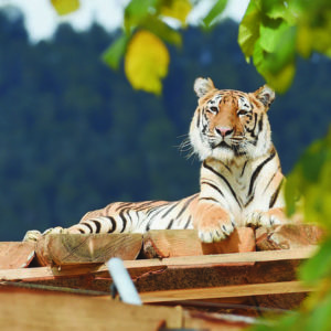 tigre zoo sikypark / Aux portes du Raimeux.
